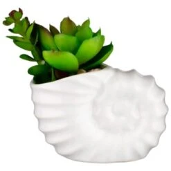 B&M Scandi Shore Small Shell Succulent -B&M 380110 small shell succulent