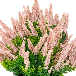 Bloom Heather In Plant Pot - Light Pink 2 Bloom Heather In Plant Pot - Light Pink - Image 2