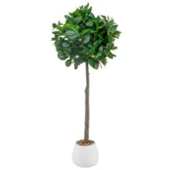 Bloom Premium Bay Tree
